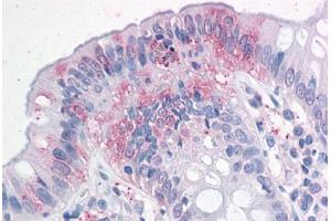 Human Colon: Formalin-Fixed, Paraffin-Embedded (FFPE) (NPTN antibody  (N-Term))