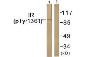 Western blot analysis of extracts from 293 cells treated with Heat shock, using IR (Phospho-Tyr1361) Antibody. (IR (AA 1331-1380), (pTyr1361) antibody)