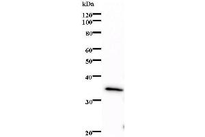 Western Blotting (WB) image for anti-E74-Like Factor 2 (Ets Domain Transcription Factor) (ELF2) antibody (ABIN931188) (ELF2 antibody)
