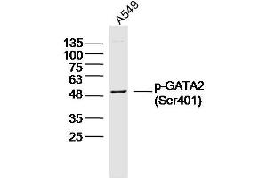 A549 lysates probed with p-GATA2 (Ser401) Polyclonal Antibody, Unconjugated  at 1:300 dilution and 4˚C overnight incubation. (GATA2 antibody  (pSer401))