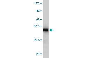 Western Blot detection against Immunogen (39.