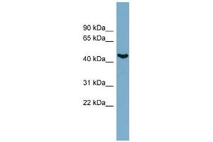 IRX6 antibody used at 0. (IRX6 antibody  (N-Term))