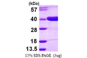 SDS-PAGE (SDS) image for Aldo-Keto Reductase Family 1, Member D1 (AKR1D1) (AA 1-326) protein (His tag) (ABIN667380)