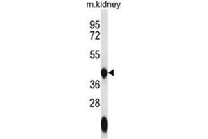 Western blot analysis of GTPBP10 Antibody (C-term) in mouse kidney tissue lysates (35ug/lane). (GTPBP10 antibody  (C-Term))