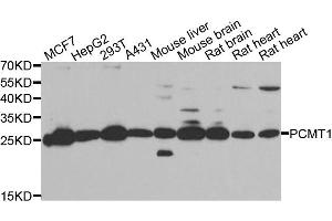 Western blot analysis of extracts of various cell lines, using PCMT1 antibody. (PCMT1 antibody)