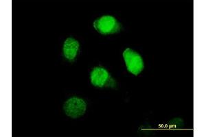 Immunofluorescence of purified MaxPab antibody to BRCC2 on HeLa cell.