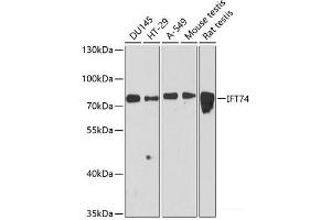 Western blot analysis of extracts of various cell lines using IFT74 Polyclonal Antibody at dilution of 1:3000. (IFT74 antibody)