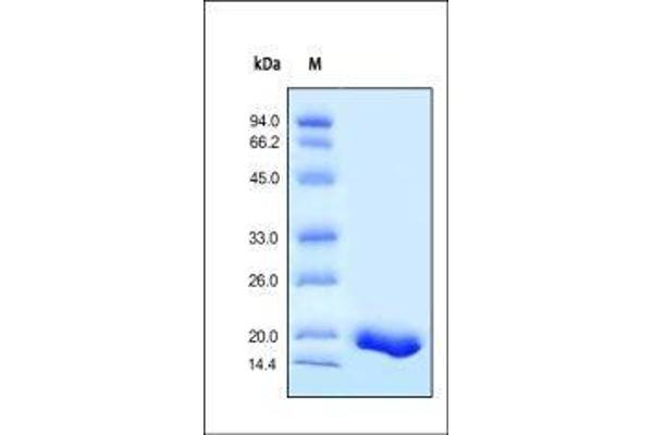 TNF alpha Protein (AA 77-233)