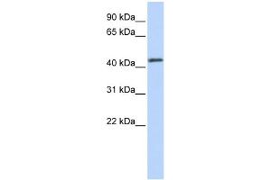 WB Suggested Anti-FOXA2 Antibody Titration:  0.