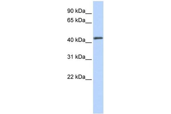 FOXA2 anticorps  (Middle Region)