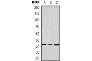 Western blot analysis of HSD3B2 expression in HEK293T (A), Raw264.