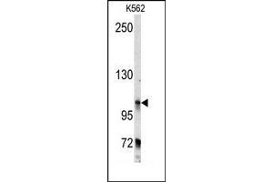 Image no. 1 for anti-Bicaudal D Homolog 2 (BICD2) (C-Term) antibody (ABIN360061) (BICD2 antibody  (C-Term))