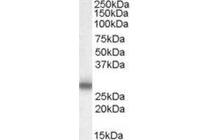 ABIN263160 (0. (MPZ antibody  (Internal Region))