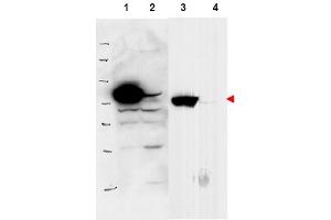 Image no. 2 for anti-Ribosomal L1 Domain Containing 1 (RSL1D1) (Internal Region) antibody (ABIN401398) (RSL1D1 antibody  (Internal Region))