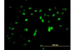 Immunofluorescence of monoclonal antibody to ZNF496 on NIH/3T3 cell. (ZNF496 antibody  (AA 485-585))