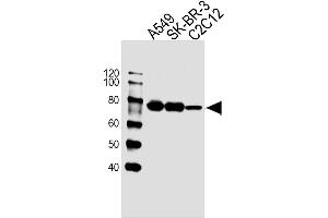 Lane 1: A549 Cell lysates, Lane 2: SK-BR-3 Cell lysates, Lane 3: C2C12 Cell lysates, probed with CAPN2 (1381CT669. (Calpain 2 antibody)