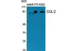 Western Blot (WB) analysis of specific cells using CUL-2 Polyclonal Antibody.