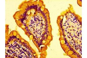 IHC image of ABIN7150978 diluted at 1:100 and staining in paraffin-embedded human small intestine tissue performed on a Leica BondTM system. (AMFR antibody  (AA 485-643))