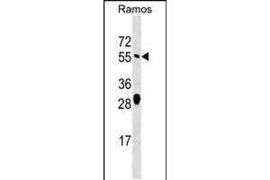 Western blot analysis in Ramos cell line lysates (35ug/lane). (arfgap2 antibody  (AA 276-305))