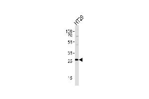 NNMT Antibody (Center) (ABIN657697 and ABIN2846688) western blot analysis in HT29 cell line lysates (35 μg/lane). (NNMT antibody  (AA 101-130))
