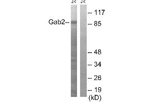 Western blot analysis of extracts from Jurkat cells, using Gab2 (Ab-643) antibody. (GAB2 antibody  (Tyr643))