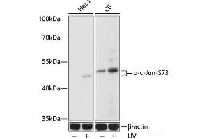 Western blot analysis of extracts of various cell lines using Phospho-c-Jun(S73) Polyclonal Antibody at dilution of 1:1000. (C-JUN antibody  (pSer73))