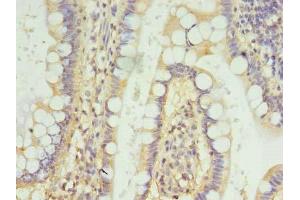 Immunohistochemistry of paraffin-embedded human small intestine tissue using ABIN7152903 at dilution of 1:100