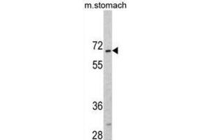 Western Blotting (WB) image for anti-CAMP Responsive Element Binding Protein 3-Like 1 (CREB3L1) antibody (ABIN3002703) (CREB3L1 antibody)