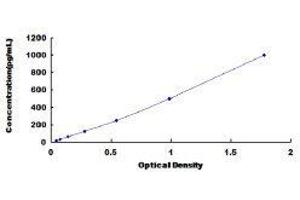 Urocortin (UCN) ELISA Kit