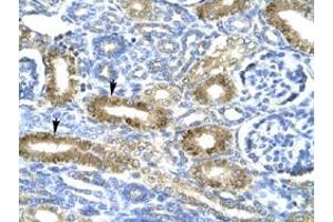 Immunohistochemical staining (Formalin-fixed paraffin-embedded sections) of human kidney with CHRND polyclonal antibody  at 4-8 ug/mL working concentration. (CHRND antibody  (N-Term))