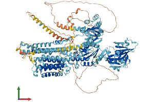 AlphaFold protein structure predicition of Human Recombinant ATP2B2 Protein, UniprotID Q01814 (ATP2B2 Protein (AA 1-1243) (His tag))