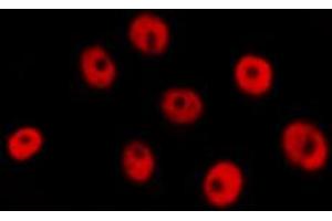 ABIN6274287 staining RAW264. (CEBPG antibody  (Internal Region))