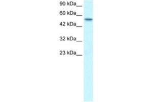 Western Blotting (WB) image for anti-Runt-Related Transcription Factor 1, Translocated To, 1 (Cyclin D-Related) (RUNX1T1) antibody (ABIN2460848) (RUNX1T1 antibody)