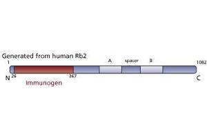 Image no. 3 for anti-Retinoblastoma-Like 2 (p130) (RBL2) (AA 26-367) antibody (ABIN967864) (p130 antibody  (AA 26-367))