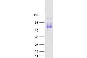 Validation with Western Blot (SIRPB1 Protein (Transcript Variant 1) (Myc-DYKDDDDK Tag))