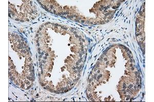 Immunohistochemical staining of paraffin-embedded Human Kidney tissue using anti-BHMT mouse monoclonal antibody. (BHMT antibody)