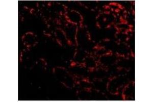 Immunofluorescence of RIP3 in Rat Kidney cells with RIP3 antibody at 20 µg/ml.