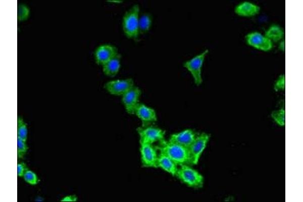 CLCN2 antibody  (AA 549-770)