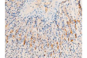 ABIN6267220 at 1/100 staining mouse gastric tissue sections by IHC-P. (HSPB6 antibody  (pSer16))