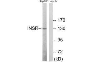 Western blot analysis of extracts from HepG2 cells, using INSR (Ab-1375) antibody. (Insulin Receptor antibody  (Thr1375))