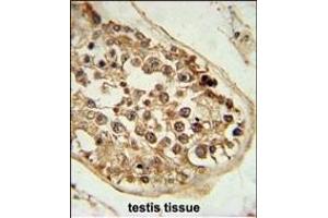 DEPDC1 Antibody (N-term) (ABIN651620 and ABIN2840329) immunohistochemistry analysis in formalin fixed and paraffin embedded human testis tissue followed by peroxidase conjugation of the secondary antibody and DAB staining. (DEPDC1 antibody  (N-Term))