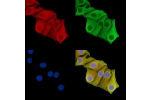ABIN7095864 and ABIN7099926 staining Hela cells by IF/ICC. (Solute Carrier Organic Anion Transporter Family, Member 3A1 (SLCO3A1) antibody)
