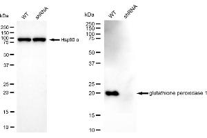 Western blotting analysis using glutathione peroxidase 1 antibody (ABIN7798751).