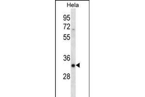 SFRS7 Antibody (N-term) (ABIN656240 and ABIN2845556) western blot analysis in Hela cell line lysates (35 μg/lane). (SFRS7 antibody  (N-Term))