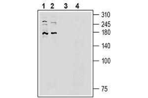 Western blot analysis of human HepG2 hepatocellular cell line lysate (lanes 1 and 3) and human HUVEC endothelial cell line lysate (lanes 2 and 4): - 1, 2. (PIEZO2 antibody  (AA 1092-1104))