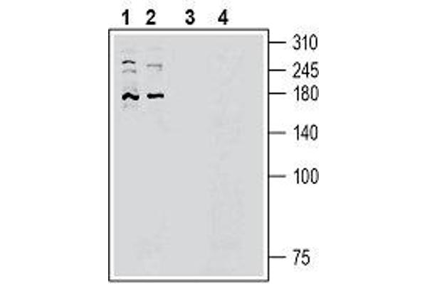 PIEZO2 抗体  (AA 1092-1104)