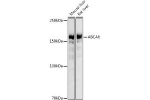 Western blot analysis of extracts of various cell lines, using (ABIN3017555, ABIN3017556, ABIN3017557, ABIN1678499 and ABIN6220152) at 1:500 dilution. (ABCA6 antibody)