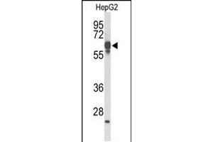 Western blot analysis of FBXL5 Antibody in HepG2 cell line lysates (35ug/lane).