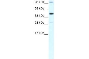 Western Blotting (WB) image for anti-Polymerase (RNA) II (DNA Directed) Polypeptide B, 140kDa (POLR2B) (Middle Region) antibody (ABIN2779656)