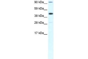 WB Suggested Anti-POLR2B Antibody Titration:  0. (POLR2B antibody  (Middle Region))